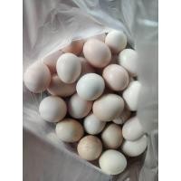 ราคา ไข่เชื้อไก่ประดู่หางดำ เก็บทุกวันไข่ใหม่ๆ (23049994247)