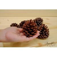 ราคา ลูกสน ธรรมชาติ ปลอดสาร คัดพิเศษ ตกแต่งต้นคริสต์มาส ลูกสนแห้ง ไซส์เล็ก กลาง ใหญ่ ลูกสนสวยๆ christmas คริสต์มาส พร๊อบถ่ายรูป ลูกสนฟัน (16583746311)