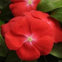 ราคา 20 เมล็ด ดอกแพงพวย แพงพวยฝรั่ง เมล็ดดอกไม้ Vinca Periwinkle Seeds สายพันธุ์ Orange (21271934204)