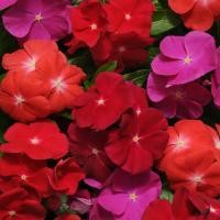 ราคา 20 เมล็ด ดอกแพงพวย แพงพวยฝรั่ง เมล็ดดอกไม้ Vinca Periwinkle Seeds สายพันธุ์ Bold Mix (21272001148)
