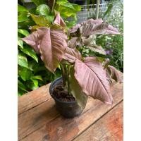 ราคา ต้นออมชมพู กระถาง 5 6 นิ้ว (22978282580)