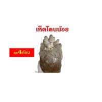 ราคา เห็ดโคนน้อย ชุด 4 ก้อน ราคา 32 บาท มีคู่มือการดูแล มีสต๊อคพร้อมส่ง (9860207250)