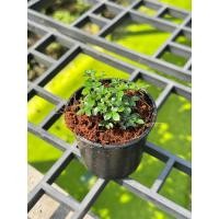 ราคา ต้นแก้วแคระมหามงคล ในกระถาง 4 นิ้ว ไม้ดอกสีขาว มีดอกหอม (23171810711)