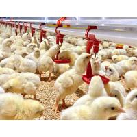 ราคา นิปเปิลให้น้ำไก่ รุ่น IMPEX 180 องศา แบบจิกตรง นำเข้าจากเนเธอร์แลนด์ อุปกรณ์ให้น้ำไก่ อุปกรณ์ฟาร์ม (21738096165)