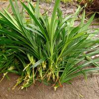 ราคา ต้นใบเตยหอม 30 ต้น ต้นใบเตย สำหรับทำขนม ต้นใบเตยมีรากทุกต้น ต้นแข็งแรง เขียวสดใหม่แน่นอน (22605255441)