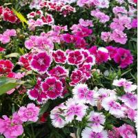 ราคา ดอกผีเสื้อ คละสีถูกที่สุด 10บ พันธุ์ดอกผีเสื้อคละสี 30ดอกสวยงอกง่าย โตไว พุ่มใหญ่ (21177687177)