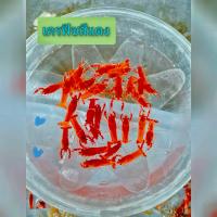 ราคา กุ้งเครฟิช ตกแต่งตู้ปลาตู้ไม้น้ำ เครฟิชสีแดง 79 บาท มีประกันระหว่างจัดส่ง (22926875554)