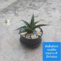 ราคา ต้นลิ้นมังกร ลูกผสม ไฮบริค จรเข้หิน Hybrid Snake plant Crocodile Stone กระถางสีดำ 4 พร้อมจานรอง สไตล์มินิมอล น่ารัก ไม้มงคล ฟอกอากาศดีงาม เลี้ยงง่าย ไว้ในห้องนอนได้ ตั้งโต๊ะได้ ควรมีแสงส่องถึงบ้าง เช่