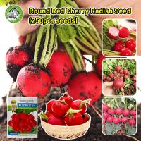 ราคา ปลูกง่าย COD เมล็ดพันธุ์ แรดิช เชอรี่เบลล์ Cherry Belle Radish seed เมล็ดพันธุ์แท้ นำเข้าจากต่างประเทศ ปลูกผัก สวนครัว โตไว เมล็ดพันธุ์ผัก เมล็ดผักต่างๆ เมล็ดพันธุ์ เมล็ดผักสวนครัว ปลูกได้ทั้งปี เมล็ 