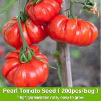 ราคา เมล็ดพันธุ์ มะเขือเทศ คอสโตลูโต Pearl Tomato Seeds บรรจุ 200 เมล็ด คุณภาพดี ของแท้ 100 (22616316933)