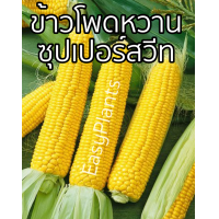 ราคา เมล็ดพันธุ์ ข้าวโพดหวาน super sweet corn 100 เมล็ด ปลูกง่าย ทนแดด หวานอร่อย พร้อมคู่มือปลูก (21521786049)