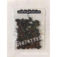 ราคา เมล็ดต้นส้มป่อย เมล็ดพันธุ์ต้นส้มป่อย ต้นส้มป่อย ปัจจุบันหาได้ยากแล้ว 20 เมล็ดพันธุ์ราคา 39 บาท มีบริการเก็บเงินปลายทาง (20830501242)