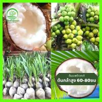 ราคา ต้นมะพร้าวกะทิเนื้อฟู เป็นมะพร้าวน้ำหอมต้นเตี้ยเนื้อกะทิ พันธุ์แท้ พันธุ์แท้ บ้านแพร้ว ลูกดก น้ำหวานเนื้อฟู คัดสรรพันธุ์ (17296449498)