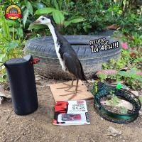 ราคา ครบชุดดักนกกวัก อุปกรณ์พร้อมต่อนกกวัก ครบชุด ได้ชุดบ่วง41บ่วงยาว4เมตร ลำโพงบลูทูธ usbเสียงนกกวัก2ชั่วโมง พร้อมนกปลอม (17687884833)