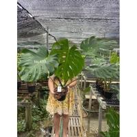 ราคา มาใหม่ Monstera Deliciosa Giant มอนสเตอร่า ไจแอนท์ สวนขายเอง คุ้มสุดสุด ต้นไม้ ฟอก อากาศ กระถาง ต้นไม้ ไม้ ประดับ ต้นไม้ ปลูก ใน บ้าน (15058419897)
