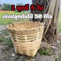 ราคา เข่งปลูกต้นไม้ เบอร์ 4 ขนาด 51 41 26 ซม เข่งไม้ไผ่ มีหูหิ้วสีดำ เข่งไม้ไผ่ปลูกต้นไม้ เข่ง50กิโล เข่งใหญ่ เข่งใบใหญ่ เข่ง 5ใบ (22844116703)