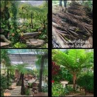 ราคา เหง้า ต้น หัว พันธุ์ มหัสดำ ราชาเฟิร์น ดึกดำบรรพ์ เฟิร์น ป่า เฟิร์น ต้นใหญ่ เฟิร์นป่า เฟิร์นต้นใหญ่ ใหญ่ ต้นมหัสดำ (15083809831)