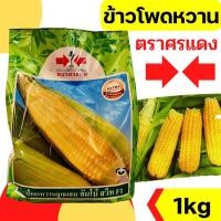 ราคา 1kg เมล็ดพันธุ์ ศรแดง ข้าวโพดหวาน ข้าวโพด ลูกผสม จัมโบ้สวีท หวาน ปลูกง่าย 1KG (16911562379)