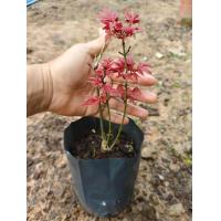 ราคา 1ต้น เมเปิ้ล Maple Tree ต้นเมเปิ้ล สี เหลือง แดง Sunsilk (23034699351)