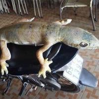 ราคา COD หมอนจิ้งจกจำลองสร้างสรรค์หลอกหัวเราะของเล่นตุ๊กตากิ้งก่า (16081757847)