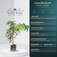 ราคา ต้นมะม่วงมันขุนศรี บางขุนศรี 60 200 cm พันธุ์โบราณ รส 3 มิติ หวาน มัน เปรี้ยว หาทานยาก พันธุ์แท้ 100 เกรดพรีเมียม (14313140206)