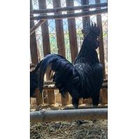 ราคา ไข่เขื้อไก่ดำอินโดนีเซีย เลือด Ayam Cemani ชุดเซส 10 แถม1 (21258529201)