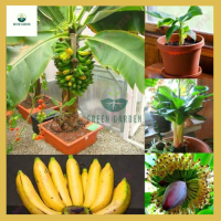 ราคา ต้นกล้วยจิ๋ว ต้นกล้วยจิ๋ว ต้นเพาะเลี้ยงเนื้อเยื่อ ปลูกง่าย ผลไม้อร่อย (20636277391)