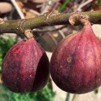 ราคา Figs Plant ต้นมะเดื่อฝรั่ง พันธุ์ BTM6 ญี่ปุ่น อร่อย หวาน หอมมากๆ ต้นสมบูรณ์มาก รากแน่นๆ จัดส่งพร้อมกระถาง 6 นิ้ว ลำต้นสูง 45 50 ซม (1145814342)