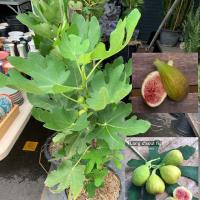 ราคา พันธุ์ Conadria คอนาเดีย Fig ต้นมะเดื่อฝรั่ง Figs อร่อยมาก ต้นสมบูรณ์มาก รากแน่นๆ จัดส่งพร้อมกระถาง 6 นิ้ว ลำต้นสูง 40 50ซม (8293370079)