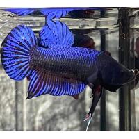 ราคา ปลากัดมาเลลูกนอก vipเทราคาแพง ชุด3ตัว399บาท (22363615041)