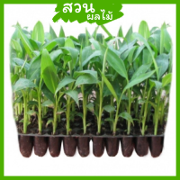 ราคา ต้นกล้ากล้วยมาฮอย ปลูกเนื้อเยื่อ ผลผลิตสูง มาตรฐาน F1 100 (17353542585)