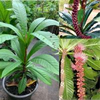 ราคา ต้นจิกเศรษฐี หรือ จิกนมยาน ต้นสูง 40 50 ซม กระถาง 11 นิ้ว Barringtonia macrocarpa Hassk จิกเศรษฐี เป็นไม้ประดับ ไม้มงคล ดอกหอมแรง ดอกออกเป็นช่อมีดอกย่อยจำนวนมาก สีชมพูสวยหวาน ยาว 20 80 ซม ดอกบานช่วงเด