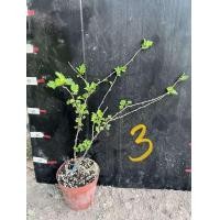 ราคา 1ต้น Gooseberry กู๊ดเบอรี่ มะยมฝรั่ง ต้นกู๊ดเบอรี่ ต้นมะยมฝรั่ง ศรัณย์รักษ์ (18835931076)