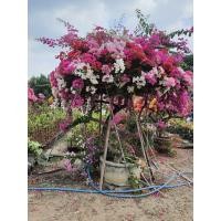 ราคา Paper flower ต้นเฟื่องฟ้า แฟนตาซี 2 สี ชมพู ขาว ไม้ดัด ไม้พุ่ม เป็นทรงกลม ในกระถาง10นิ้วต้นเฟื่องฟ้าเเฟนซี 2 ในหนึ่งต้น ดอกเยอะ เหมาะสำหรับทำรั้ว ประดับ หน้าบ้าน (13689096592)