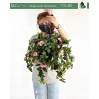 ราคา ไม้เลื้อยกุหลาบสีชมพูปลอม แบบแขวนกระถางใยมะพร้าว (7112318976)