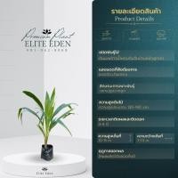 ราคา ต้นมะพร้าวน้ำหอมพันธุ์เตี้ยก้นจีบบ้านแพ้ว สูง 30 200 cm เกรดพรีเมียม ประกันพันธุ์แท้100 น้ำมะพร้าวรสหวานและกลิ่นหอมคล้ายใบเตย (22837909262)