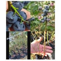 ราคา 1ต้น ต้น บลูเบอรี่ บลูเบอร์รี่ เล็กซี Blueberry LEXI ต้นบลูเบอรี่ ต้นบลูเบอร์รี่ พันธุ์ L 11 F 6 ช่านล่าน (20787480004)