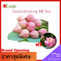 ราคา Uland ไหลบัวฉัตรชมพู 10 ไหล แถม 1 ไหล ไหลบัว บัวฉัตรชมพู หลดบัว บัวฉัตร ดอกบัวชมพู บัวหลวง (8309111706)