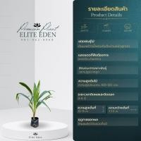 ราคา ต้นมะพร้าวน้ำหอมพันธุ์เตี้ยก้นจีบบ้านแพ้ว สูง 30 200 cm เกรดพรีเมียม ประกันพันธุ์แท้100 น้ำมะพร้าวรสหวานและกลิ่นหอมคล้ายใบเตย (12247044419)