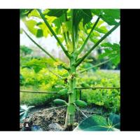 ราคา พร้อมส่ง โปรโมชั่น ต้นมะละกอเรดเลดี้ ผลดก ออกลูกไว เนื้อสีแดงแสด ขนาดต้นสูง30 40ซม 1ต้น ส่งทั่วประเทศ พรรณ ไม้ น้ำ พรรณ ไม้ ทุก ชนิด พรรณ ไม้ น้ำ สวยงาม พรรณ ไม้ มงคล (18451056372)