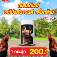ราคา เซียนไก่ เวย์ไก่ชน บินดี วิ่งนาน กล้ามแน่น ตีนาน (23177054798)