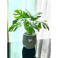 ราคา ต้นมอนสเตร่าปลอม ต้นไม้ปลอม ต้นไม้ตกแต่ง ต้นไม้ประดับ (5320350724)
