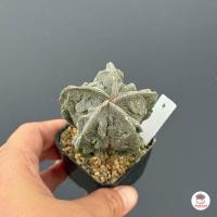 ราคา แอสโตร มายริโอ ฟุคุริว Astrophytum Myriostigma cv Fukuryu แคคตัส กระบองเพชร cactus succulent (20932311225)