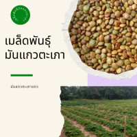 ราคา 1 กิโลกรัม เมล็ดพันธุ์มันแกว คุณภาพมันแกว (23178548265)