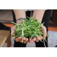 ราคา เมล็ดทานตะวันสำหรับเพาะงอก ต้นอ่อนทานตะวัน พันธ์ลาย อัตราการงอก 90 จำนวน 1 กก (14627199776)