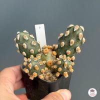 ราคา Tephrocactus Molinensis กระบองเพชร แคคตัส ไม้อวบน้ำ cactus succulent (8782084555)