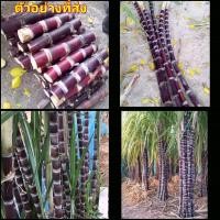 ราคา 10ข้อตา ลำอ้อยสด ลำอ้อย พันธุ์ อ้อยเมอริชาร์ด อ้อย เมอริชาร์ด อ้อยคั้นน้ำ อ้อยควั่น ดำเมอริชาร์ด happy (15965978750)