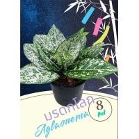 ราคา ต้นไม้ใบ มรดกโลก ต้นไม้มงคล ต้นไม้ประดับ ต้นไม้ฟอกอากาศ ต้นไม้จัดสวน ต้นไม้แต่งบ้าน กระถาง 8 นิ้ว (22847367223)