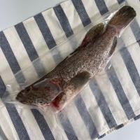 ราคา ส่งฟรี ปลาเก๋าดอกแดง ปลาเก๋าทะเลธรรมชาติ สดๆจากทะเลอันดามัน ขนาด 5 7 ขีด 1 ตัว ทำความสะอาด แพคสูญญากาศ พร้อมทำอาหาร Seafood From Home (14520475676)