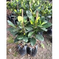 ราคา 2ต้น ต้น ทาบกิ่ง ขนุนศรีบรรจง ขนุน ต้นขนุน ศรีบรรจง ต้นขนุนศรีบรรจง happy (19027426338)